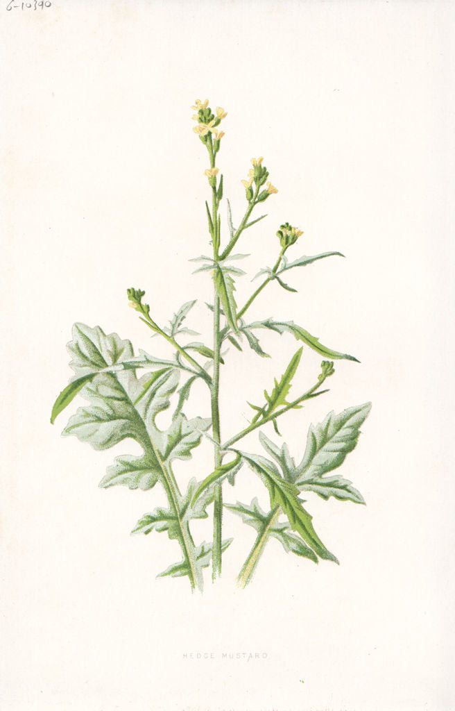 FLOWERS. Hedge Mustard c1895 old antique vintage print picture